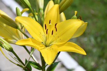 Fototapeta premium Garden Lily yellow