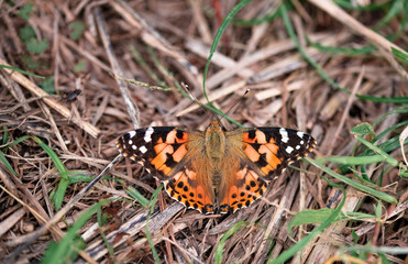 Butterfly　Cosmos　insect
