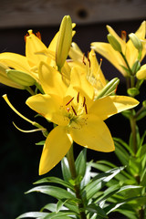 Garden Lily yellow