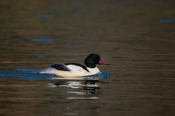 male common merganser swimming on the river in the evening sun