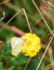 Butterfly　Cosmos　insect