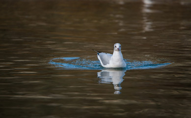 juvenile black-headed gull swimming on the lake