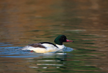 male common merganser with a colorful reflection swimming on the river