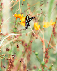Butterfly　Cosmos　insect