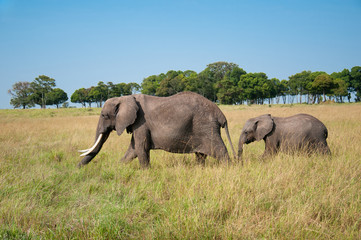 adult elephant with cup prowling around in the african savannah in the National Park Masai Mara in Kenya - East Africa