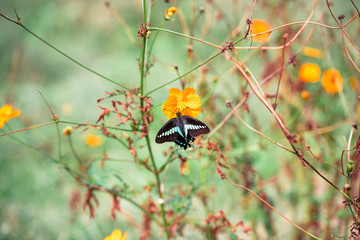 Butterfly　Cosmos　insect