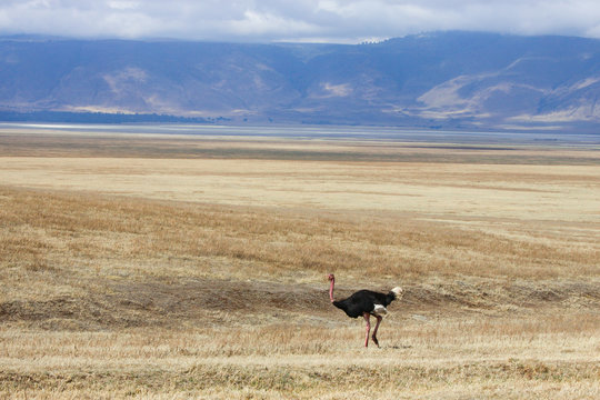 The fleet-footed bird/ Running ostrich on the Savannah of Ngorongoro crater