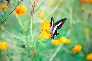 Butterfly　Cosmos　insect