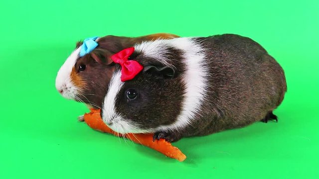 Cavy cavys guinea pig pigs eating carrot funny clip