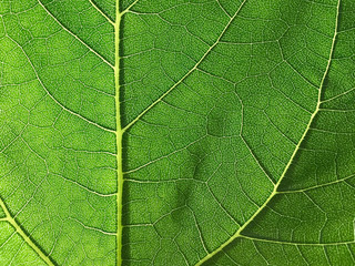 Blatt Struktur Natürlicher Hintergrund Close up Textur