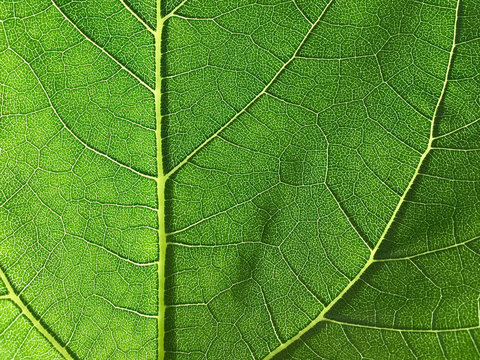 Blatt Struktur Nat&uuml;rlicher Hintergrund Close up Textur