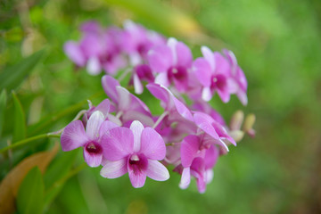 Fototapeta na wymiar Orchid flower with green background
