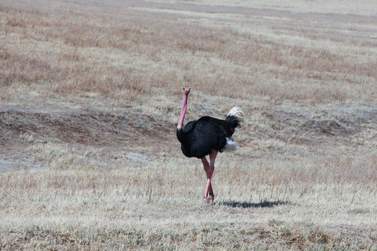 The fleet-footed bird/ Running ostrich on the Savannah of Ngorongoro crater