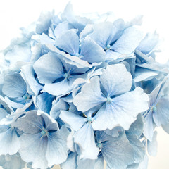 Fototapeta na wymiar Blue hydrangea flower.