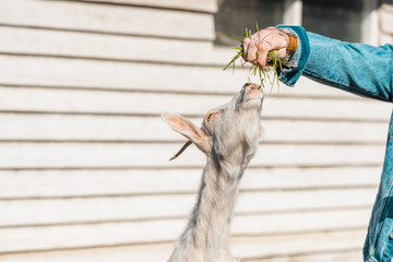cropped image of male farmer feeding goat by grass near wooden fence at farm