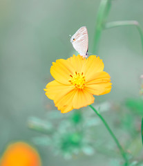 Butterfly　insect　flower