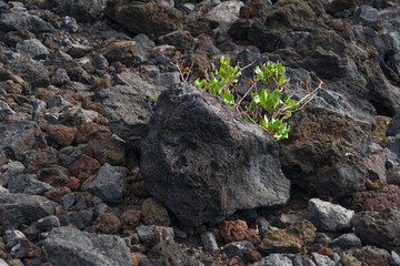 La Palma Kanaren canarias canary islands travel reise holiday spain insel vulkan lava atlantik urlaub erholung relax grün grüne