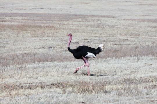 The fleet-footed bird/Running ostrich on the Savannah of Ngorongoro crater