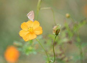 Butterfly　insect　flower