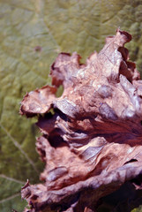 Dry leaf texture, natural organic  background, close up detail, soft green background