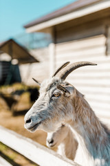 close up view of goat grazing near wooden fence at farm