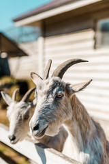 selective focus of goats standing near wooden fence at farm