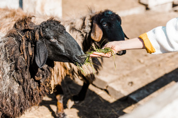 cropped image of female farmer feeding black sheep by grass at ranch