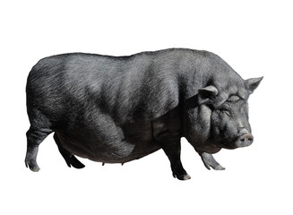 Funny spotted black vietnamese pig isolated on white. Pot-bellied young female pig full length isolated on white background. Farm animals.