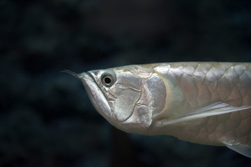 arowana