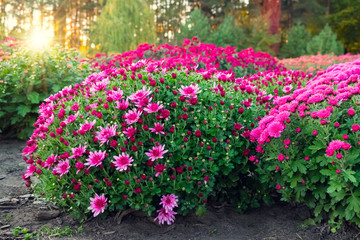 Purple and pink chrysanthemum flowers on flowerbed at sunset.