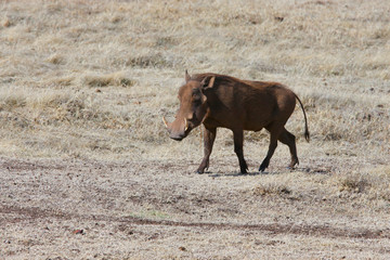 Photo wild boar / Photo wild boar - warthog in the valley of the Ngorongoro crater