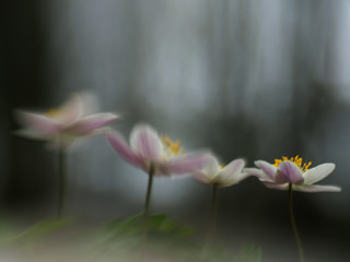 Mysterious image of anemones in a forest setting in soft tones