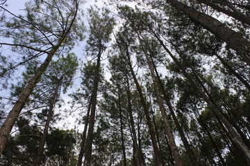 Pines forest and sky