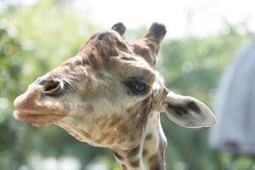 Naklejka premium animal, giraffe