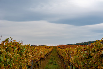 Fototapeta na wymiar Weinstöcke unter Wolkenhimmel im Herbst