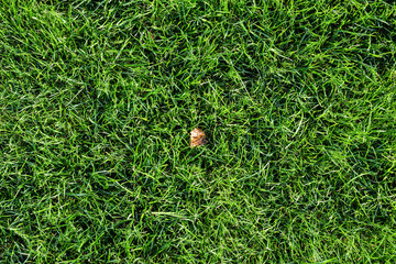 Bright green grass background. Fresh green grass field. Green grass texture for print, web use, posters and banners