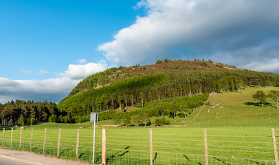 hill with trees and blue sky