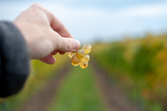Weintrauben in Hand