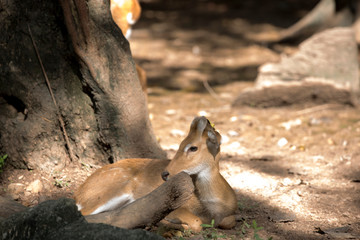 Deer as natural background or wallpaper.
