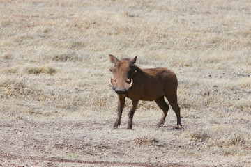 Photo wild boar / Photo wild boar - warthog in the valley of the Ngorongoro crater
