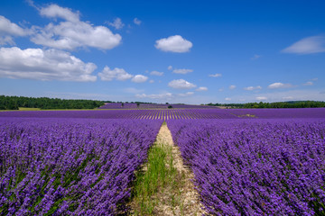 Fototapeta premium Champ de lavande sur le plateau d'Albion, Sault, Provence, France. 