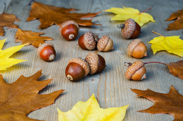 Autumn yellow leaves and acorns on a tree background 3