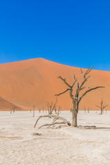 Fototapeta na wymiar Dead camelthorn trees against dunes and blue sky in Deadvlei, Sossusvlei. Namib-Naukluft National Park, Namibia.