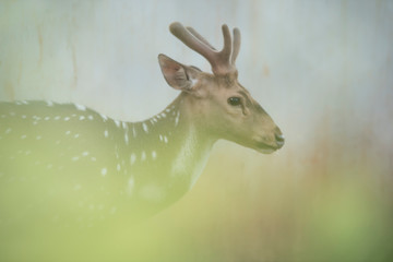 Deer as natural background or wallpaper.