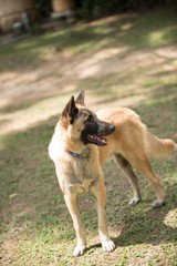 dog, thai
