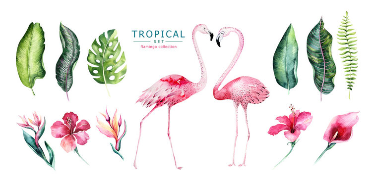Hand drawn watercolor tropical birds set of flamingo. Exotic rose bird illustrations, jungle tree, brazil trendy art. Perfect for fabric design. Aloha collection.