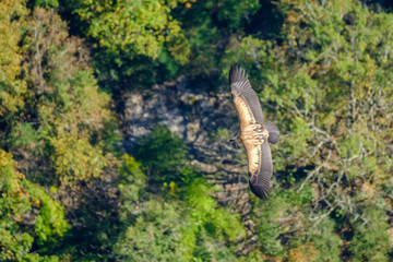 Le vautour fauve en vol au dessus de la forêt.	Gorges du Verdon, Provence, France.