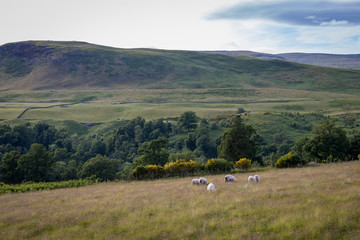 ovejas pastando en una pradera de escocia