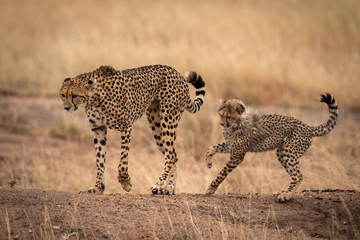 Cheetah on earth bank followed by cub