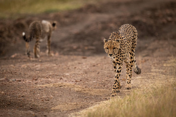 Fototapeta na wymiar Cheetah passes cub on track in savannah